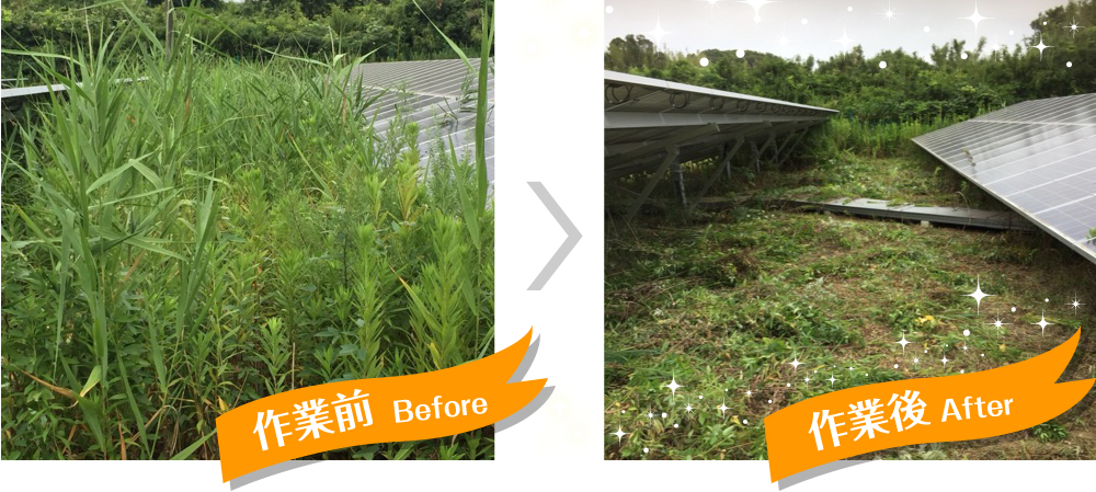 太陽光発電の除草・草刈りサービス｜作業後2